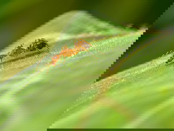 Sanne Vermaas maakt natuurfilm in eigen achtertuin