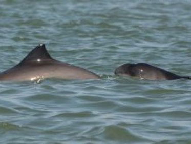 Onderzoek zeezoogdieren in Noordzee