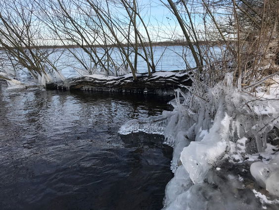 Hoe overleven dieren in ijskoud water?