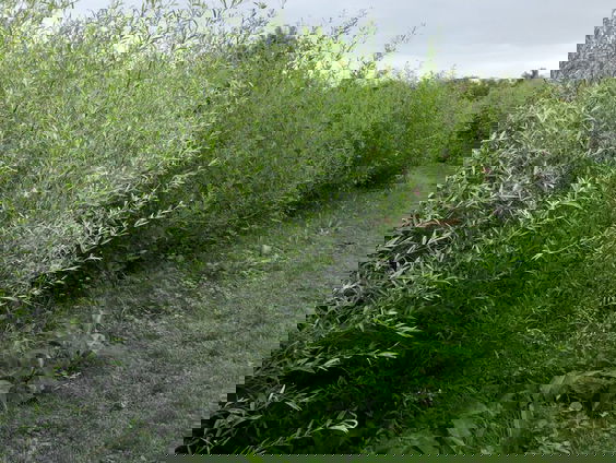 Je hebt wilgen en wilgen