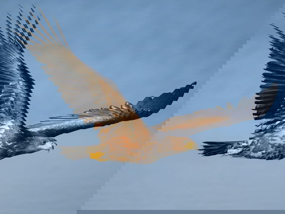 Verschenen of verdwenen: waarom komen of gaan broedvogels?