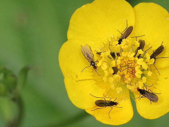 Hoe bloemen omgaan met temperatuur