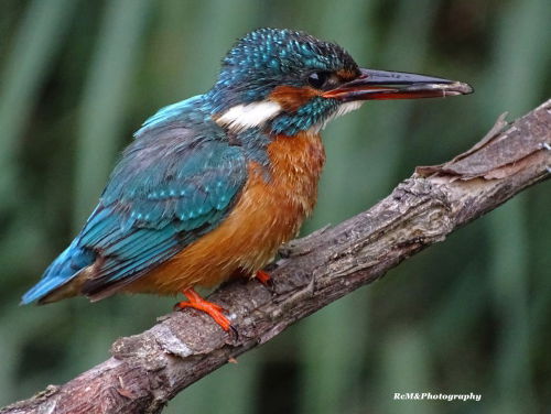 IJsvogel broedt zich suf