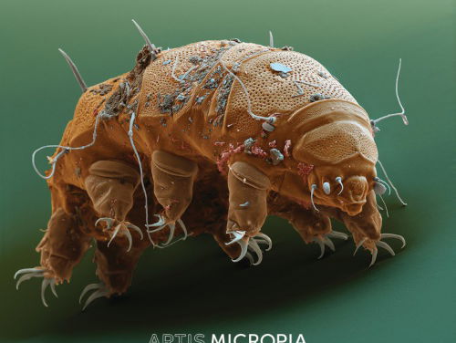 Taaie beerdiertjes inspireren vaccinmakers