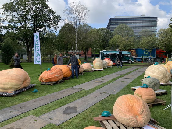 Het NK pompoen kweken: 'Het is niet te beschrijven, dit gevoel.'