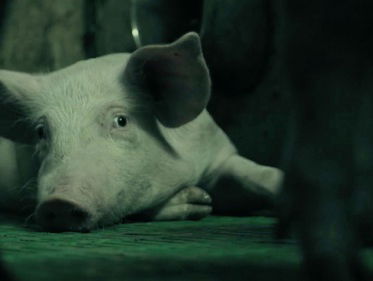 Nederlander genomineerd voor 'Groene Oscar'