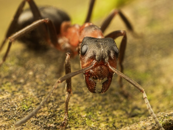 Eerste mierenreservaat van Nederland