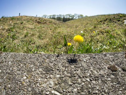 Reptielen steeds vaker doodgereden op de Sallandse Heuvelrug