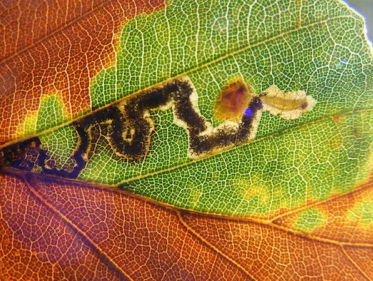 Minuscule bladmineerders herkennen