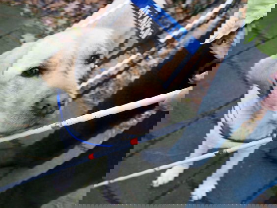 Hoe blinden weer zicht krijgen