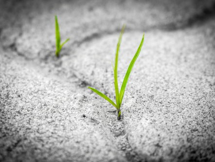 Kan onkruidbestrijdingsmiddel kanker veroorzaken?