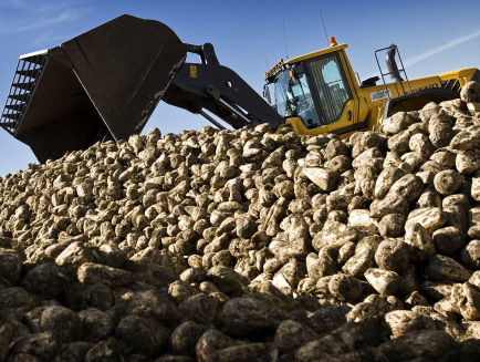 Nederland als suikerbietland