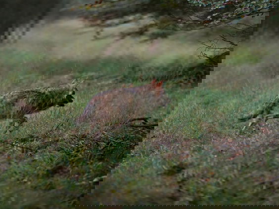 Paniek in natuurpark de Hoge Veluwe: de wolf is terug