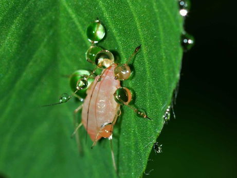 Intelligent systeem herkent insecten