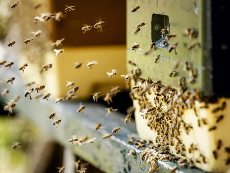 Minister Schouten neemt petitie tegen bijengif in ontvangst