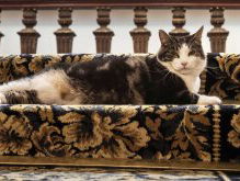 Acterende kater Abatutu speelt hoofdrol in 'De Wilde Stad'