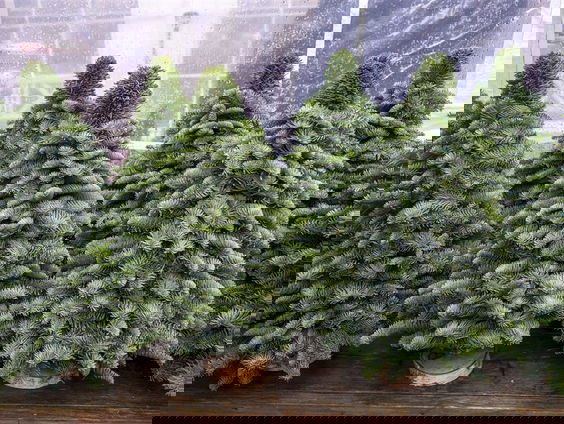 Waar koop je de beste kerstboom?