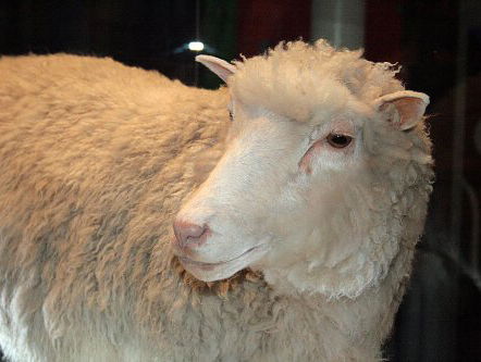 Schaap Dolly werd 25 jaar geleden geboren