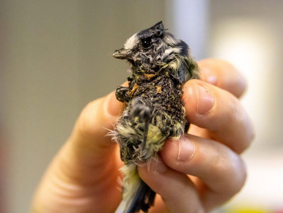 Stop met lijmplank tegen ongedierte: 'Beesten sterven gruwelijke dood'