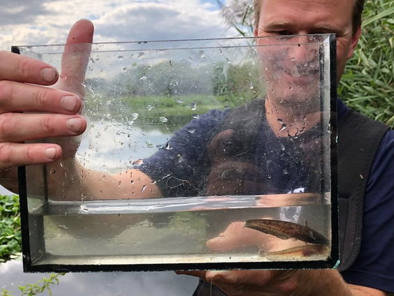 Opmars van de meerval