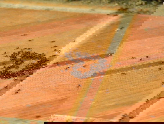 Last van mieren en fruitvliegjes? 'Raak ze op de juiste vlakken'