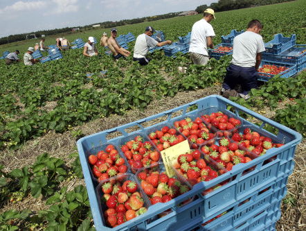 Kunnen we in Nederland niet meer zonder arbeidsmigranten?