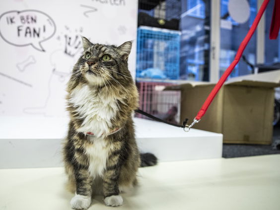 Meow Talk: wat zegt uw kat nou echt?