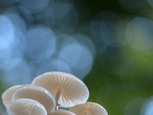 Paddenstoelengeluk met Rob Chrispijn