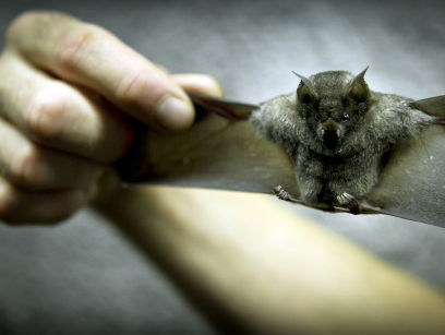 Feit of fictie: Angst voor vleermuizen