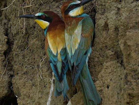 Berichten uit de vallei | Nominatie Jan Wolkers Prijs