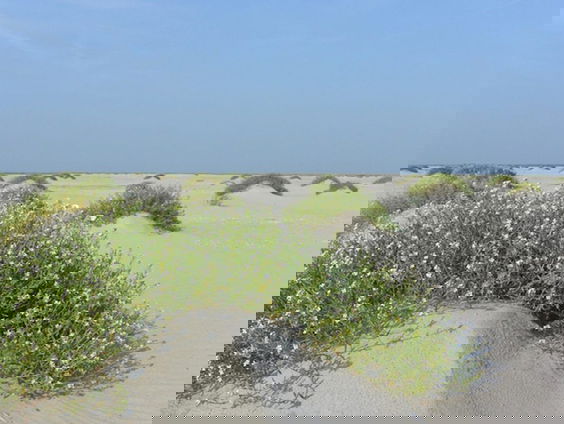 Hoe behouden we Griend voor de toekomst?