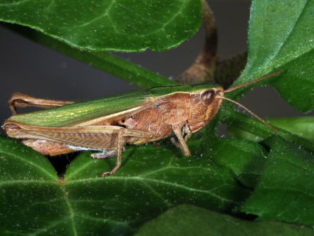 De weidesprinkhaan blijkt toch niet uitgestorven