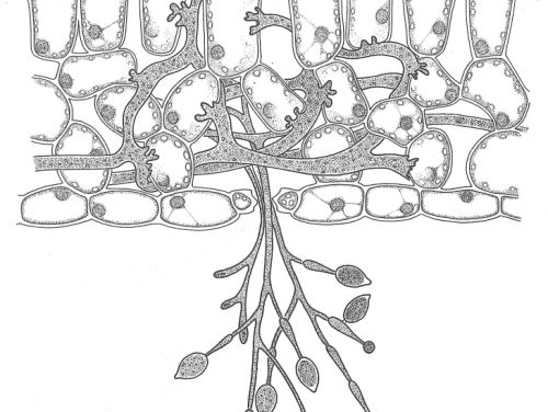 Aardappelschimmel verslagen