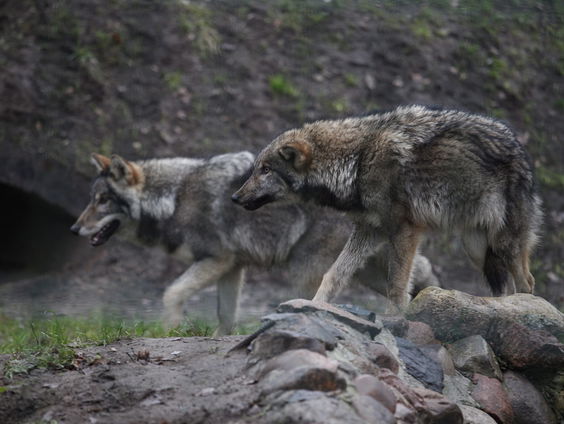 Stand.nl: Nederland is te klein voor de wolf