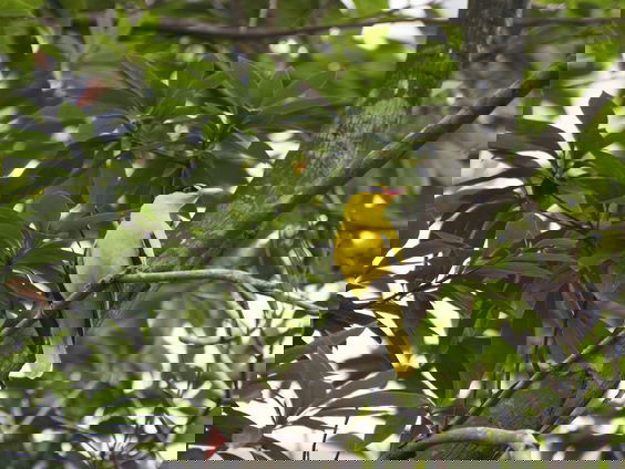 Texel is het vogelwalhalla van Nederland