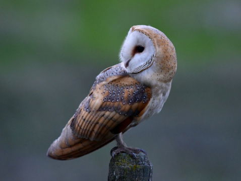 Lentebodes bij Stadzigt