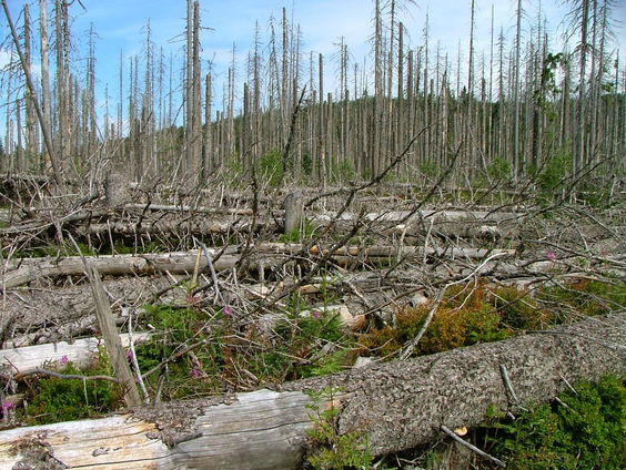 Hoe de letterzetter de fijnspar aantast