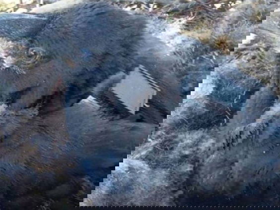 Raven helpen wolven jagen op de Veluwe