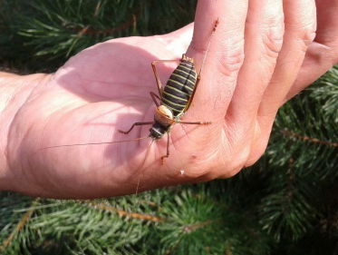 Zomertijd sprinkhanentijd