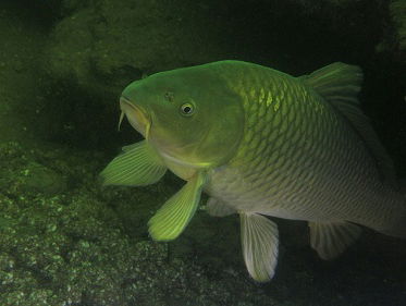 Rekening houden met vissen