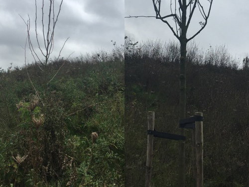 Eens Vandaag: Ruzie om 'Wat is een boom?'