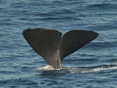 Waarom potvissen stranden