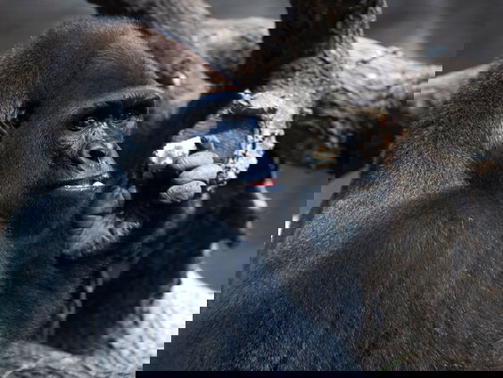 Stervende gorilla wentelt zich in menselijke troost