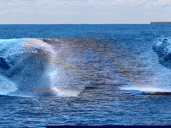 Herrie in de zee slecht voor walvis