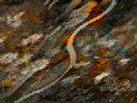 Slaan we door in het aanplanten van bomen om het klimaat te redden?