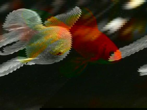 Vissen steeds vaker drugsverslaafd