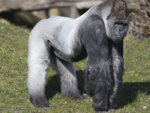 Worden dieren anders oud dan mensen?