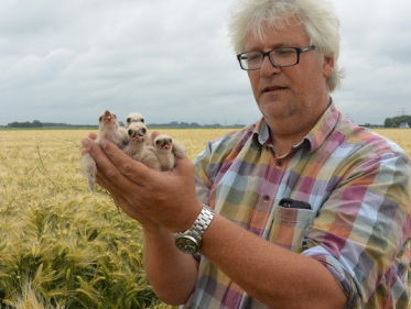 Nieuws over de steppenkiekendief