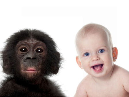 Meer leren over onze eigen emoties met de hulp van apen