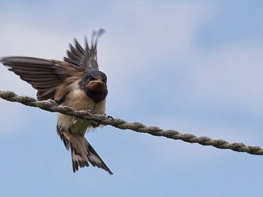 Fenolijn 9 april 2023